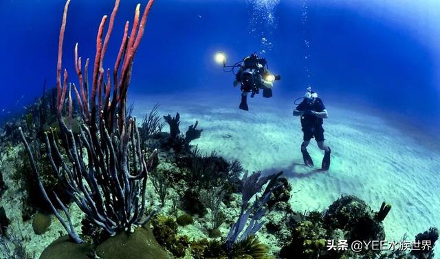 疾風一樣的海洋奇魚，尖吻能刺穿油輪鋼板，還有再生功能