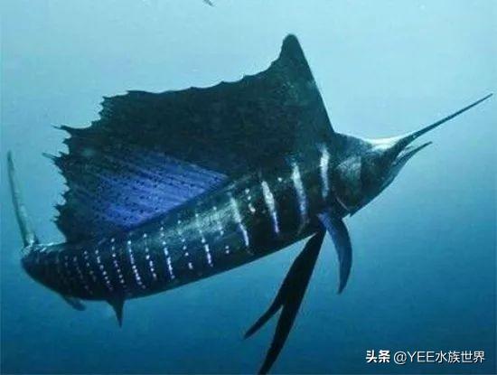 疾風一樣的海洋奇魚，尖吻能刺穿油輪鋼板，還有再生功能