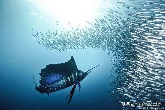 疾風一樣的海洋奇魚，尖吻能刺穿油輪鋼板，還有再生功能