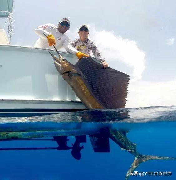疾風一樣的海洋奇魚，尖吻能刺穿油輪鋼板，還有再生功能