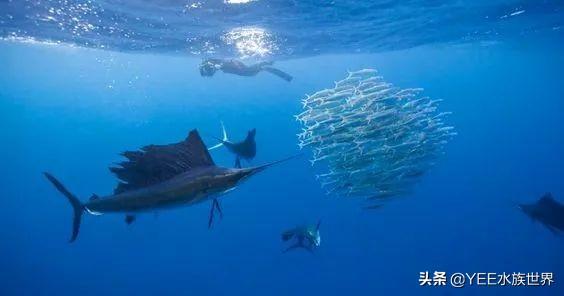 疾風一樣的海洋奇魚，尖吻能刺穿油輪鋼板，還有再生功能