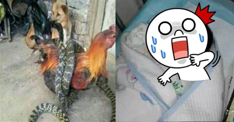  公雞被大蟒蛇咬死，我把雞燉湯給懷孕老婆喝，生下的嬰兒讓全家人無言!
