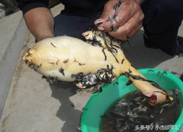  公雞被大蟒蛇咬死，我把雞燉湯給懷孕老婆喝，生下的嬰兒讓全家人無言!