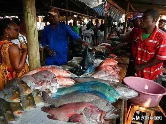 窮人吃龍蝦度日？在非洲鮑魚竟不如一把青菜值錢！