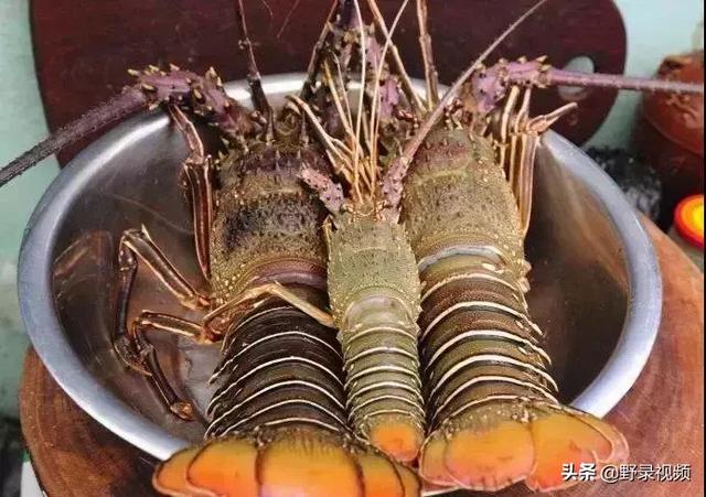 窮人吃龍蝦度日？在非洲鮑魚竟不如一把青菜值錢！