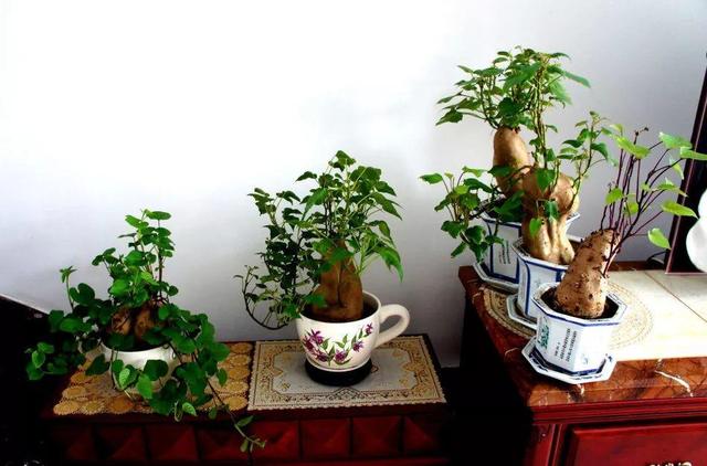 用地瓜做盆景，客廳變成小森林，這位大姐火到了國外！