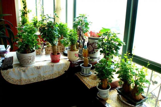 用地瓜做盆景，客廳變成小森林，這位大姐火到了國外！