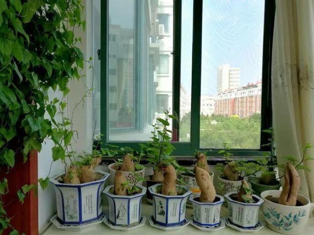 用地瓜做盆景，客廳變成小森林，這位大姐火到了國外！