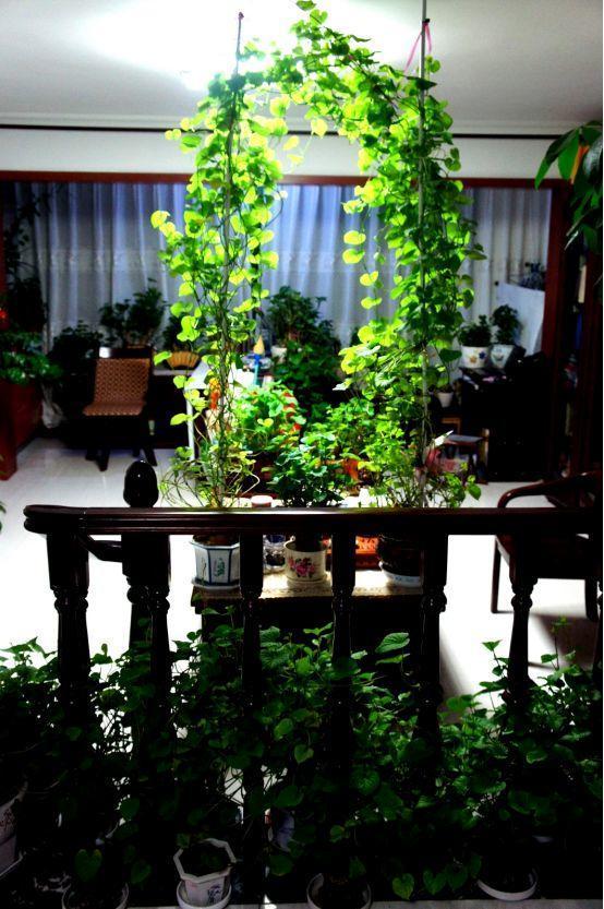 用地瓜做盆景，客廳變成小森林，這位大姐火到了國外！