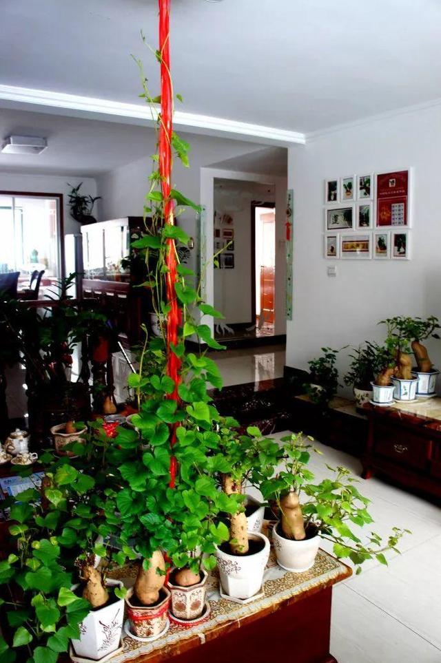 用地瓜做盆景，客廳變成小森林，這位大姐火到了國外！