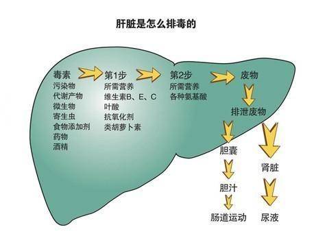 肝不好，除了指甲，這4個地方也會有變化！醫生推薦5個養肝小方法