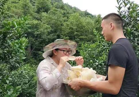 良心記者揭露蜂蜜市場驚天騙局！親赴深山，發現土蜂蜜驚人真相！