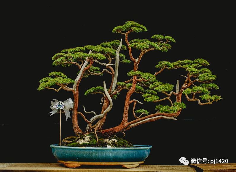 賞馬來西亞盆景，感受異國風情！ 