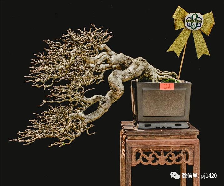 賞馬來西亞盆景，感受異國風情！ 