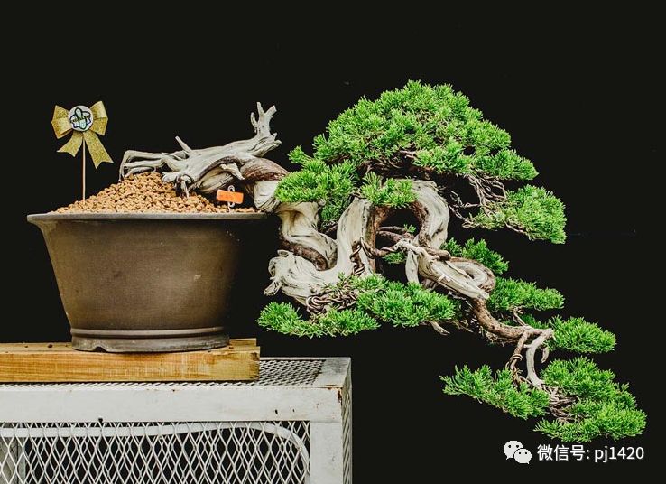 賞馬來西亞盆景，感受異國風情！ 