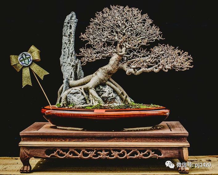 賞馬來西亞盆景，感受異國風情！ 