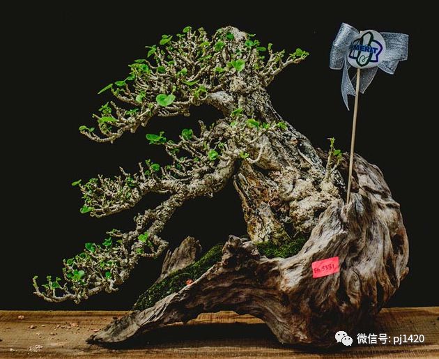 賞馬來西亞盆景，感受異國風情！ 