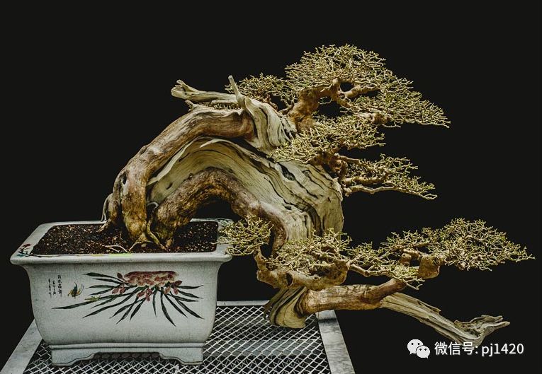 賞馬來西亞盆景，感受異國風情！ 