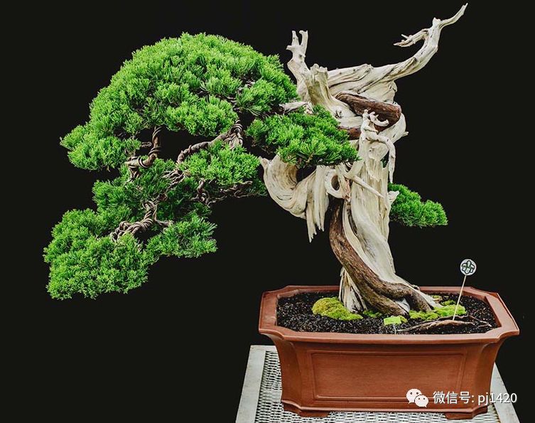 賞馬來西亞盆景，感受異國風情！ 