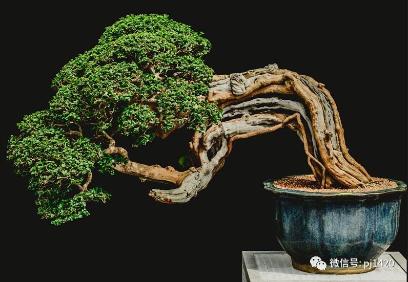 賞馬來西亞盆景，感受異國風情！ 