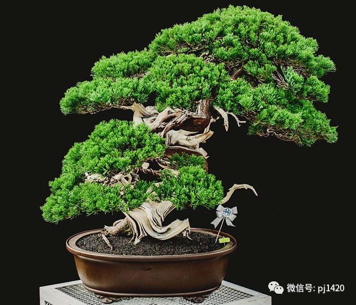 賞馬來西亞盆景，感受異國風情！ 