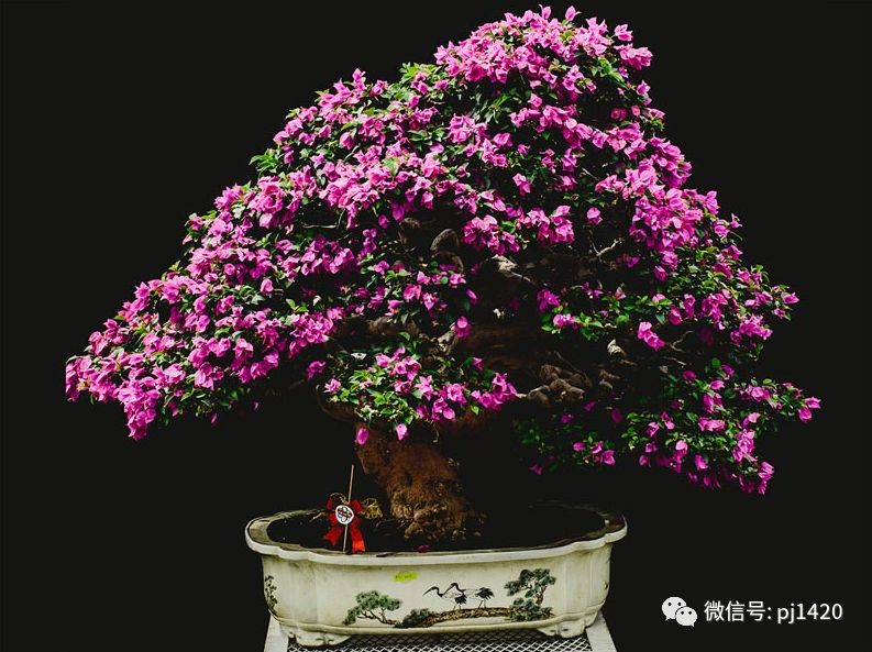 賞馬來西亞盆景，感受異國風情！ 