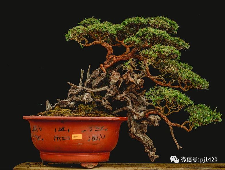 賞馬來西亞盆景，感受異國風情！ 