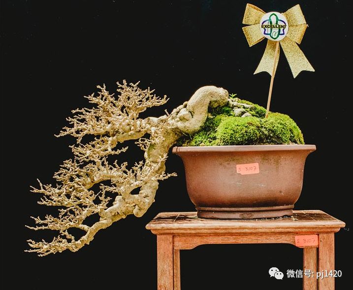 賞馬來西亞盆景，感受異國風情！ 