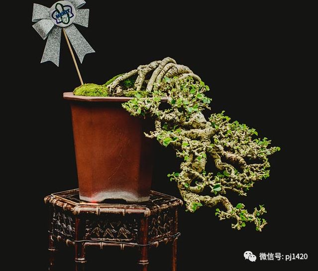賞馬來西亞盆景，感受異國風情！ 