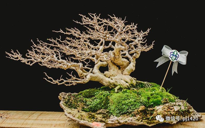 賞馬來西亞盆景，感受異國風情！ 