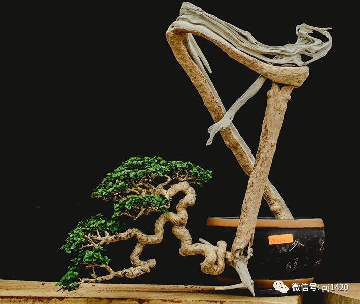 賞馬來西亞盆景，感受異國風情！ 