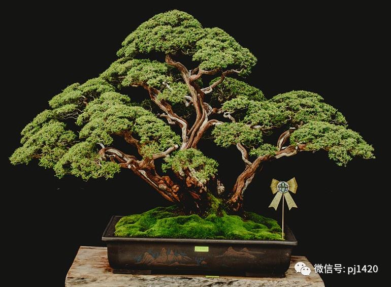 賞馬來西亞盆景，感受異國風情！ 