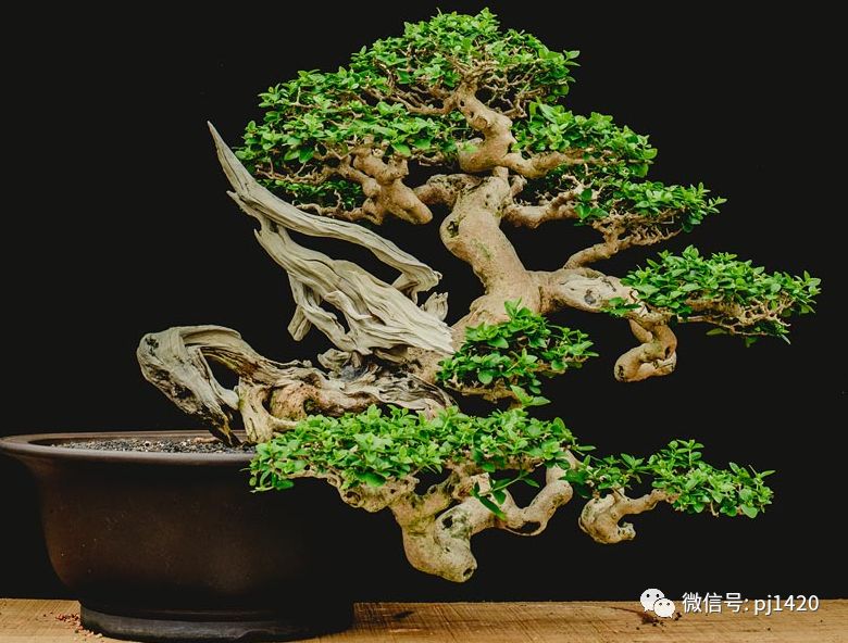 賞馬來西亞盆景，感受異國風情！ 