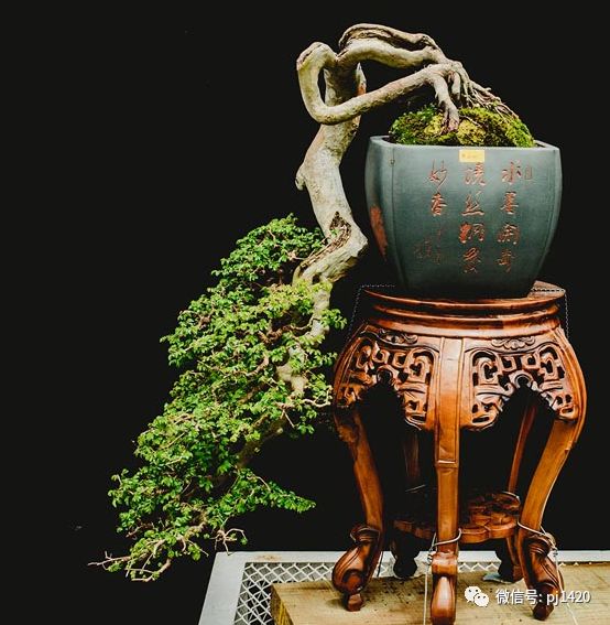 賞馬來西亞盆景，感受異國風情！ 