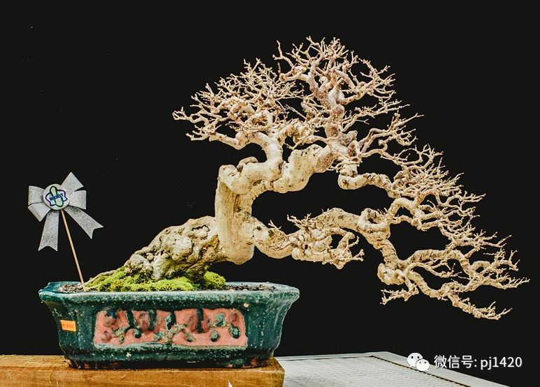 賞馬來西亞盆景，感受異國風情！ 