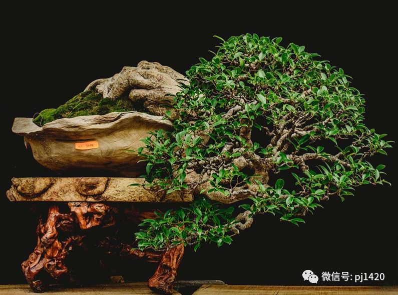 賞馬來西亞盆景，感受異國風情！ 