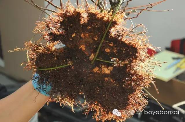盆景缺枝？可以這樣做 