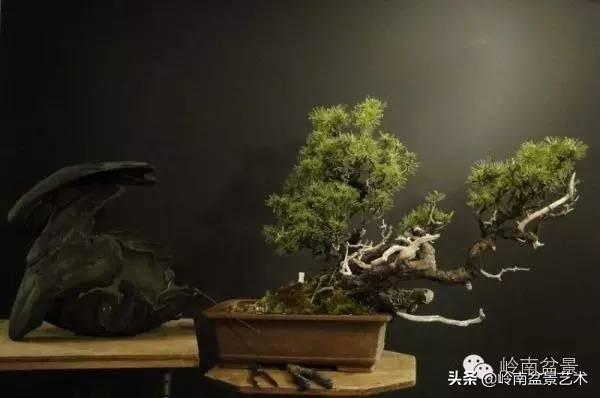 他山之石丨國外經典盆景設計製作全過程