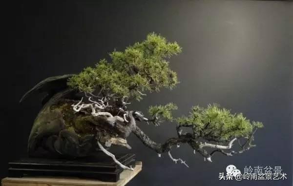 他山之石丨國外經典盆景設計製作全過程