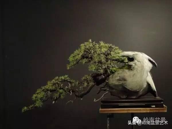 他山之石丨國外經典盆景設計製作全過程