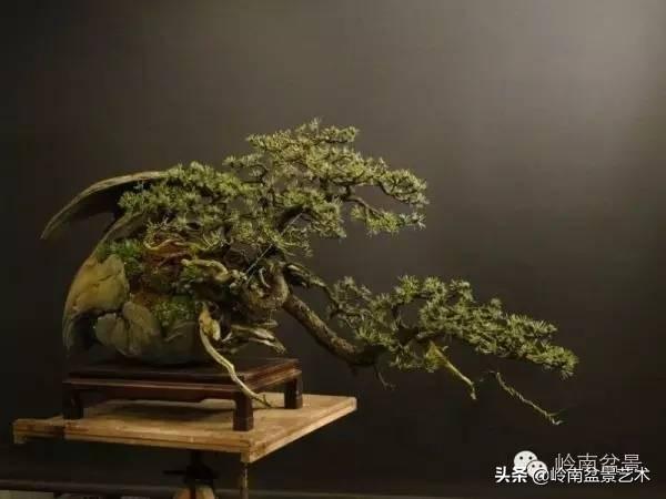 他山之石丨國外經典盆景設計製作全過程
