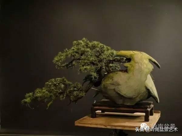 他山之石丨國外經典盆景設計製作全過程