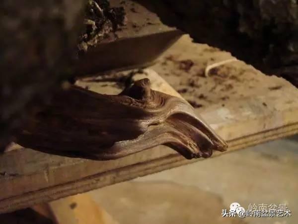 他山之石丨國外經典盆景設計製作全過程