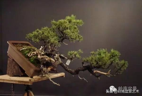 他山之石丨國外經典盆景設計製作全過程