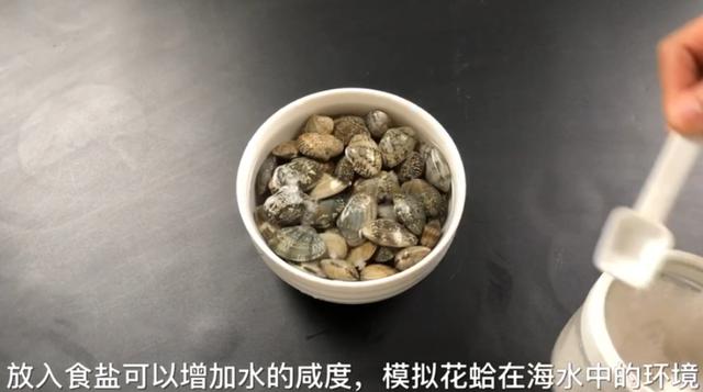 洗花蛤沙子越洗越多！用這2個小方法，花蛤吐沙又快又徹底！ 
