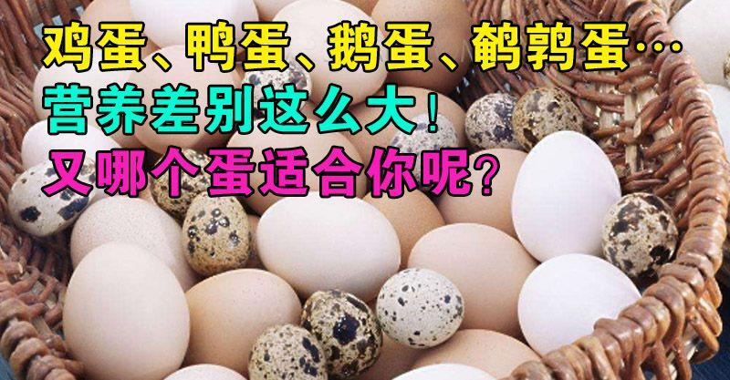 雞蛋、鴨蛋、鵝蛋、鵪鶉蛋…營養差別這麼大！又哪個蛋適合你呢？