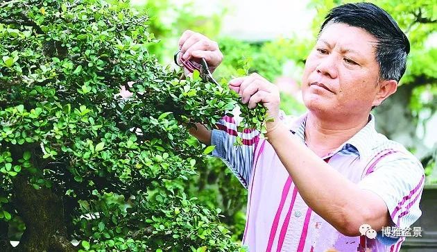 他是一位與博蘭結下奇緣的盆景大師（一） 