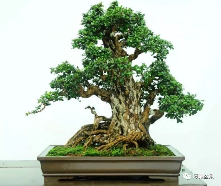 他是一位與博蘭結下奇緣的盆景大師（一） 
