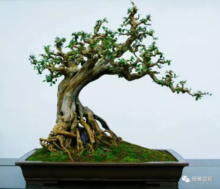 他是一位與博蘭結下奇緣的盆景大師（一） 