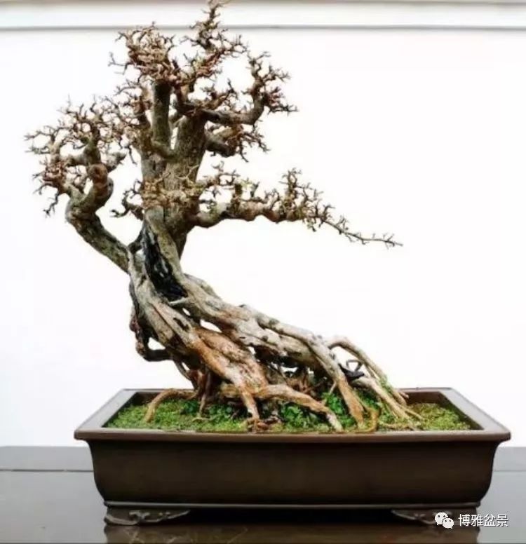 他是一位與博蘭結下奇緣的盆景大師（一） 